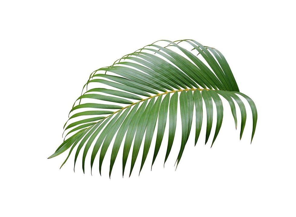 Palm Tree Ceremony in Urosaf capsules
